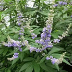 Vitex Agnus Plant Seeds for Planting – NON GMO Seeds for planting in home garden