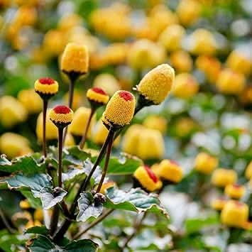 Toothache Plant Seeds for Planting heirloom & Non-GMO Seeds