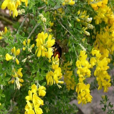 Genista Flower - Heirloom, Non - Gmo Seeds