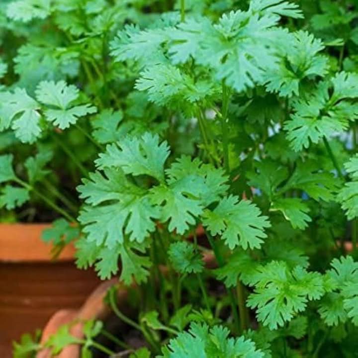 Cilantro Coriander Herb Seeds for Planting – Heirloom & Non-GMO Seeds