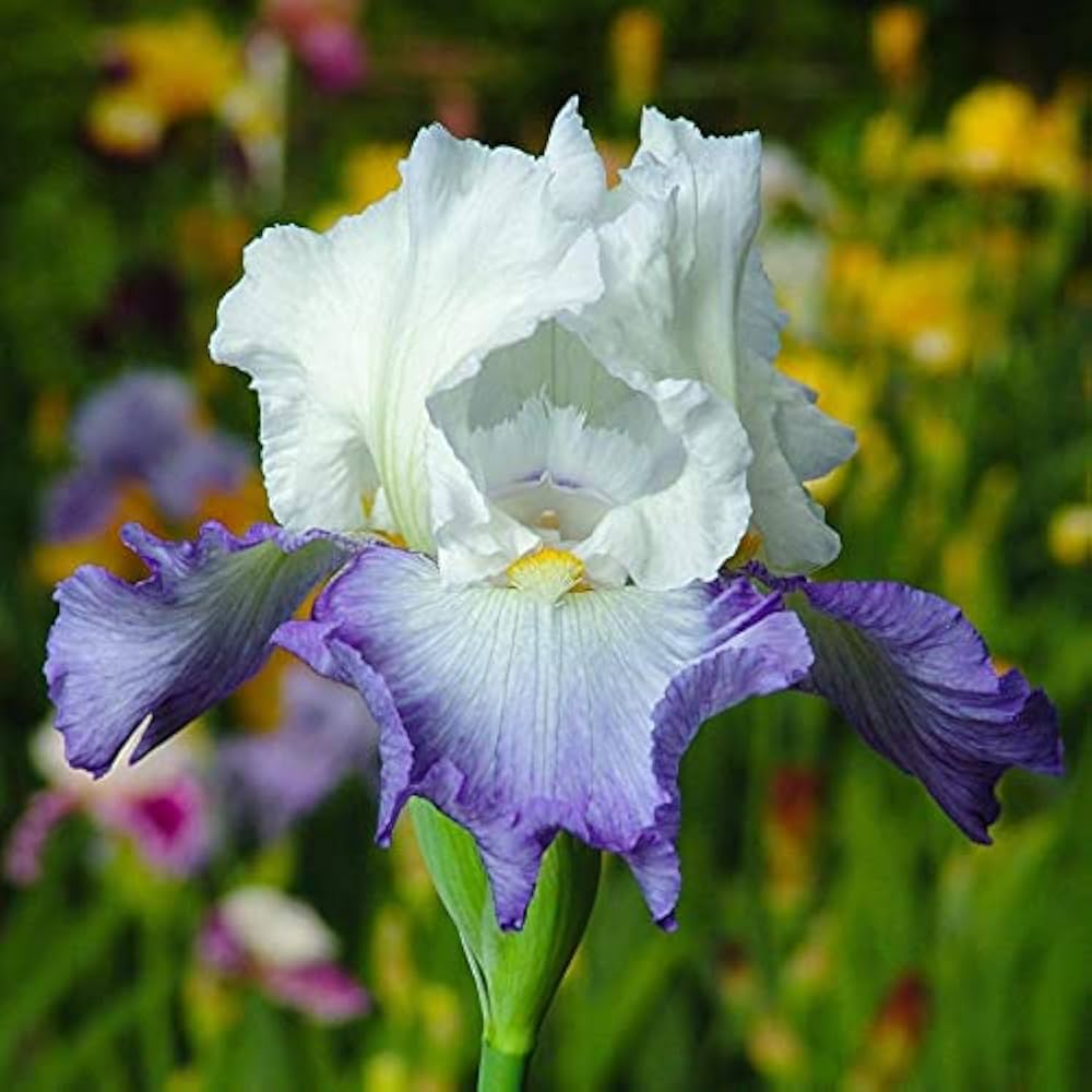 Bearded Iris - Linda Nelson