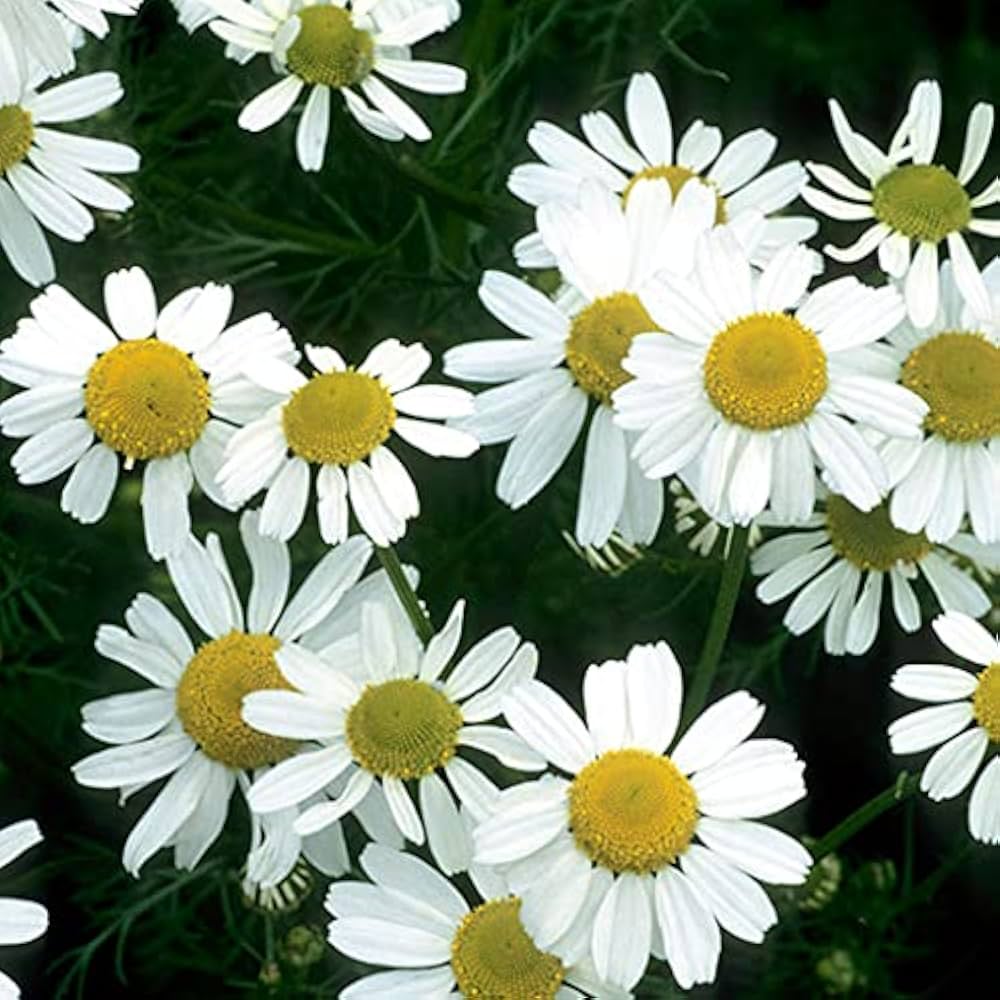 White German Fragrant Flower Seeds for Planting - 100 pcs