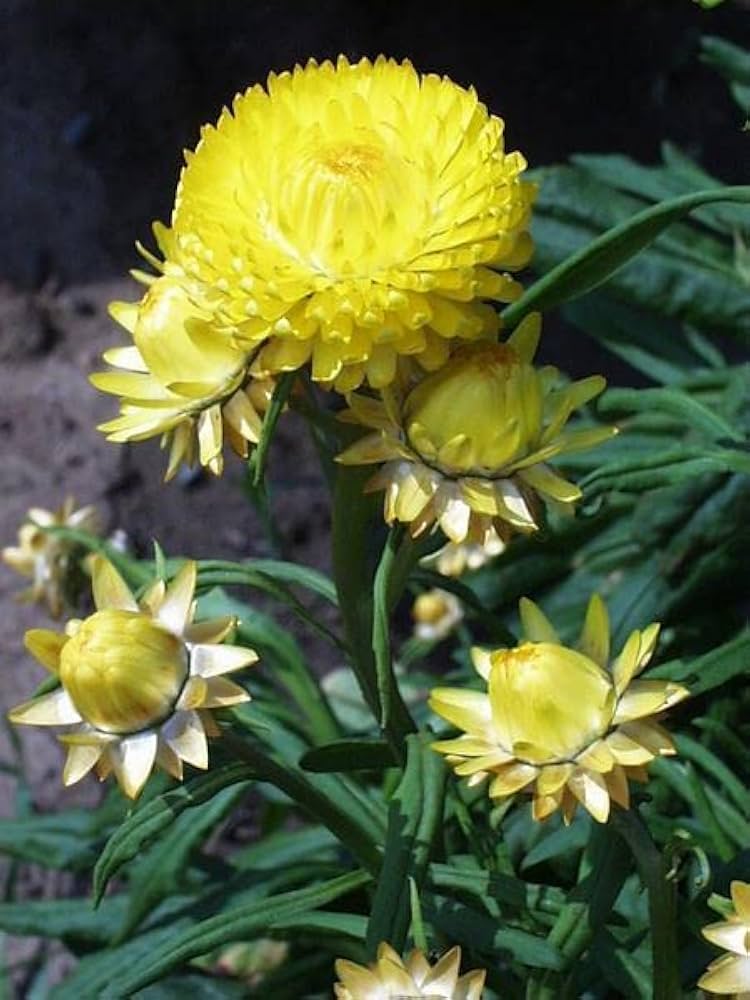 Strawflower Yellow seeds - Flower Bracteantha bracteata - Bright Yellow Bloom – Heirloom, Non-GMO, High Germination Organic Garden Seeds