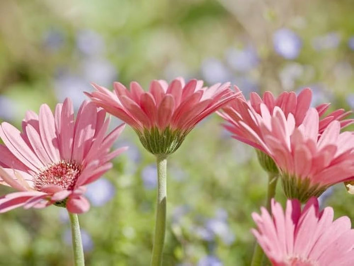 Pink Jamesonii Flower Seeds for Planting, 100