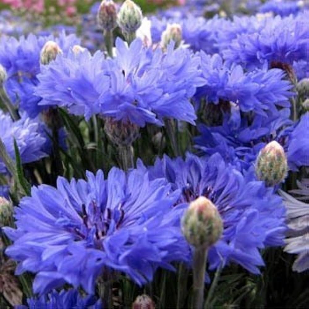 Bachelor Button Centaurea Cyanus High Mixed Flower Seeds for Planting – Tall Blooms for Garden Beds and Pollinator Spaces