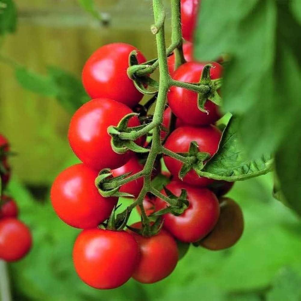Cherry Tomato Solanum Lycopersicum vegetable seeds for planting in kitchen garden containers and indoor pots