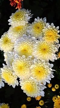 Chrysanthemum Flower Yellow White Heirloom Non Gmo Image