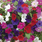 Tritunia Pelletta Petunia Lavender for planting in flower bed