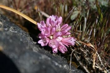 Purple Cernuum Flower - Heirloom, Non - Gmo Seeds