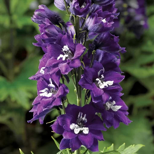 Delphina Dark Blue White Bee Delphinium Seeds Compact Deep Blue Delphinium Variety High Germination Garden Seeds heirloom non-gmo seeds