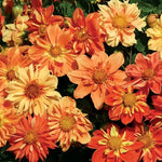 Sunny Reggae Dahlia Seeds Warm Toned Decorative Dahlia High Germination Garden Seeds heirloom non-gmo seeds
