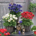 Double Anemone Seeds Harmony Style Colorful Anemone Blooms High Germination Garden Seeds heirloom non-gmo seeds