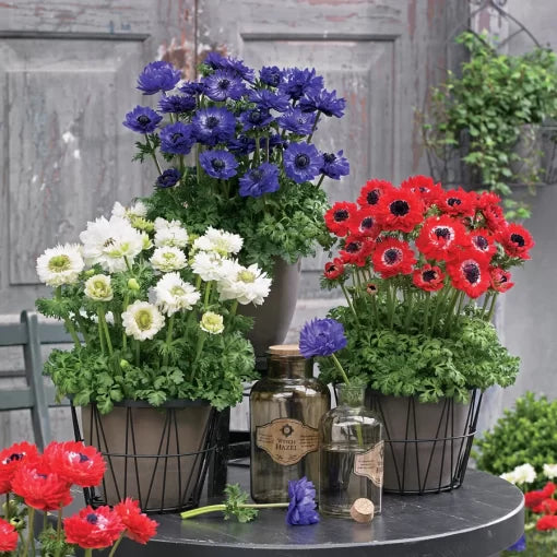 Double Anemone Seeds Harmony Style Colorful Anemone Blooms High Germination Garden Seeds heirloom non-gmo seeds