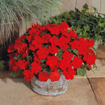 Cherry Red Impatiens Seeds Shady Lady Deep Cherry Hybrid Impatiens High Germination Garden Seeds heirloom non-gmo seeds