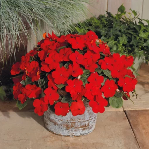 Cherry Red Impatiens Seeds Shady Lady Deep Cherry Hybrid Impatiens High Germination Garden Seeds heirloom non-gmo seeds