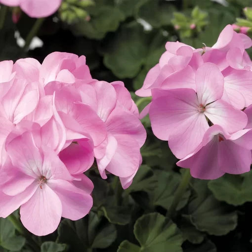 Lavender Geranium Flower Seeds Soft Purple Zonal Geranium High Germination Garden Seeds heirloom non-gmo seeds