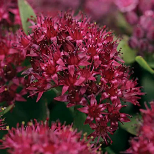 Red Sedum Seeds Surrender Crimson Stonecrop Groundcover High Germination Garden Seeds heirloom non-gmo seeds