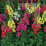 Candy Tops Snapdragon Seeds Early Blooming Dwarf Snapdragon Blend High Germination Garden Seeds heirloom non-gmo seeds