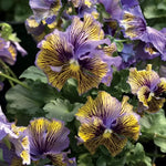 Blue & Yellow Viola Seeds Frou Frou Bicolor Viola High Germination Garden Seeds heirloom non-gmo seeds