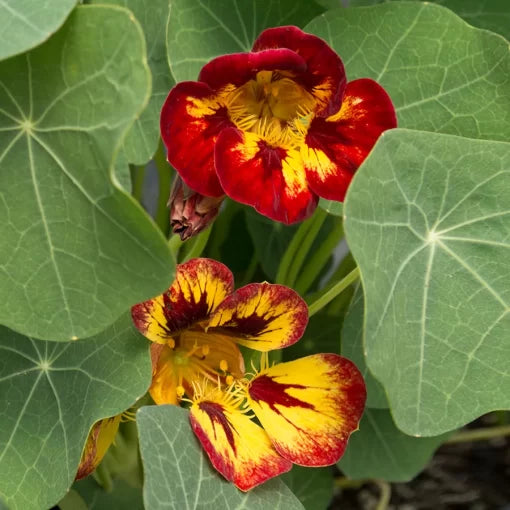 Orchid Flame Nasturtium Seeds Pink-Red Variegated Nasturtium Flowers High Germination Garden Seeds Tropaeolum majus heirloom non-gmo seeds