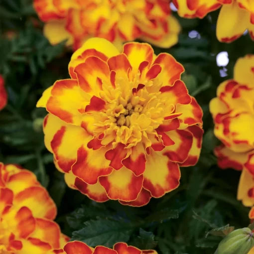 Flamenco Marigold Seeds Frilled Petal Orange and Yellow Marigolds High Germination Garden Seeds heirloom non-gmo seeds