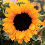 Hybrid Sunflower Seeds Tall Multi-Headed Sunflower Variety High Germination Garden Seeds Helianthus annuus heirloom non-gmo seeds