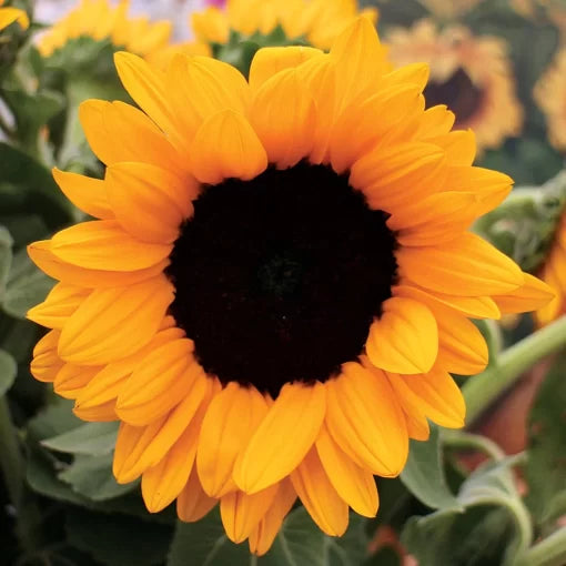 Hybrid Sunflower Seeds Tall Multi-Headed Sunflower Variety High Germination Garden Seeds Helianthus annuus heirloom non-gmo seeds