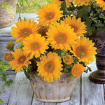 Hybrid Sunflower Seeds Vincent Yellow Garden Sunflowers High Germination Garden Seeds Helianthus annuus heirloom non-gmo seeds