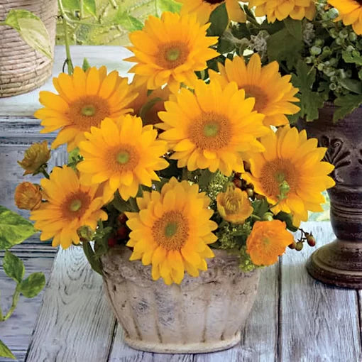 Hybrid Sunflower Seeds Vincent Yellow Garden Sunflowers High Germination Garden Seeds Helianthus annuus heirloom non-gmo seeds