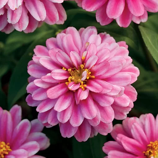 Raspberry Ripple Zinnia Seeds Double Zahara Pink-White Zinnias High Germination Garden Seeds Zinnia elegans heirloom non-gmo seeds