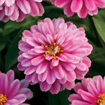 Raspberry Ripple Zinnia Seeds Double Zahara Pink-White Zinnias High Germination Garden Seeds Zinnia elegans heirloom non-gmo seeds