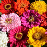 State Fair Zinnia Seeds Giant Tall Mixed-Color Zinnias High Germination Garden Seeds Zinnia elegans heirloom non-gmo seeds
