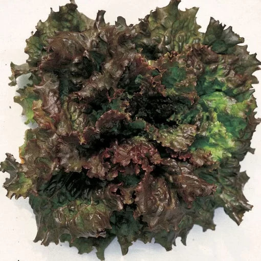 Red Sails Lettuce Seeds Bronze-Red Frilled Leaf Lettuce High Germination Garden Seeds heirloom non-gmo seeds