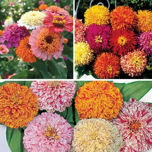 Zinnia Flower Seed Collection Mixed Color Garden Zinnias High Germination Garden Seeds Zinnia elegans heirloom non-gmo seeds