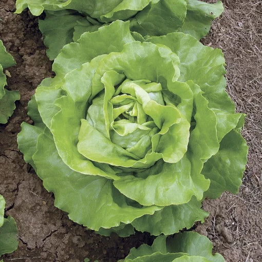 Sylvestra Lettuce Seeds Soft Crisp Green Butterhead Lettuce High Germination Garden Seeds heirloom non-gmo seeds