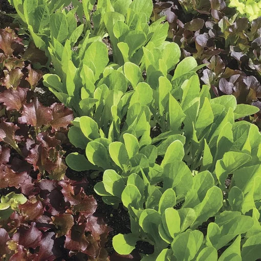 Babyleaf Lettuce Blend Seeds Tender Baby Lettuce Mix High Germination Garden Seeds heirloom non-gmo seeds