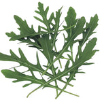 Wild Rocket Arugula Seeds High Germination Garden Seeds heirloom non-gmo seeds