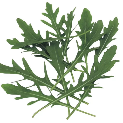 Wild Rocket Arugula Seeds High Germination Garden Seeds heirloom non-gmo seeds