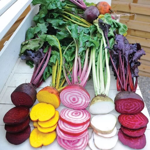 Rainbow Mix Beet Seeds Multi-Color Beet Blend High Germination Garden Seeds heirloom non-gmo seeds