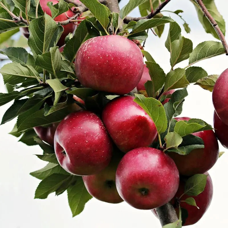 Liberty Apple (Malus domestica)