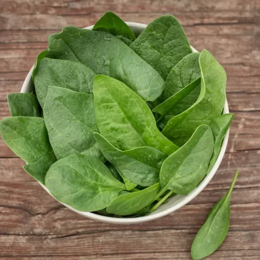 Baby Leaf Riverside Spinach Seeds Tender Smooth Baby Spinach Leaves High Germination Garden Seeds heirloom non-gmo seeds