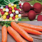Root Vegetable Seed Collection heirloom non-gmo seeds
