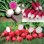 Gourmet Radish Seed Collection Mixed Crisp Multi-Color Radishes High Germination Garden Seeds heirloom non-gmo seeds