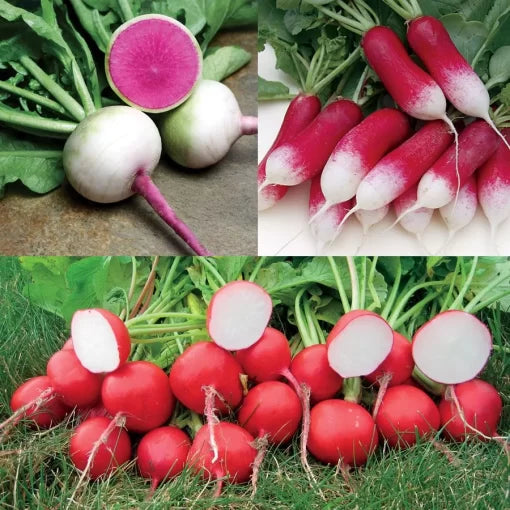 Gourmet Radish Seed Collection Mixed Crisp Multi-Color Radishes High Germination Garden Seeds heirloom non-gmo seeds