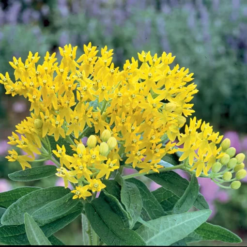 Hello Yellow Butterfly Flower Seeds Bright Yellow Butterfly Milkweed High Germination Garden Seeds heirloom non-gmo seeds