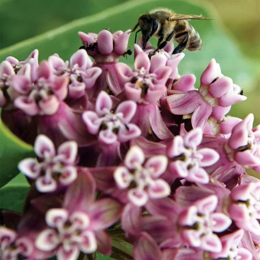 Common Milkweed Seeds Monarch Attracting Native Milkweed High Germination Garden Seeds heirloom non-gmo seeds