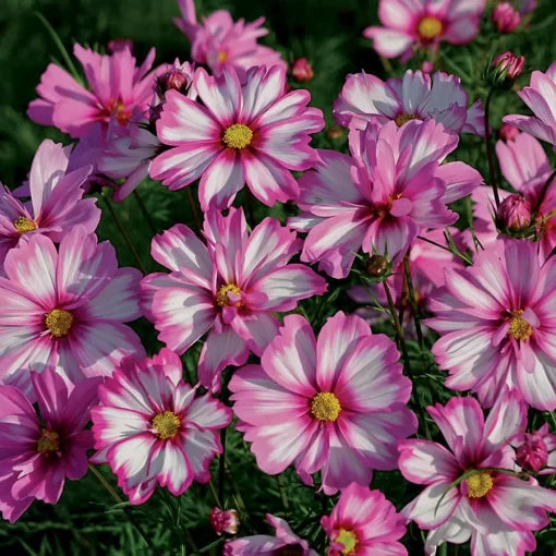 Capriola Cosmos Seeds Bicolor Red-Striped Cosmos Blooms High Germination Garden Seeds heirloom non-gmo seeds