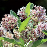 Showy Milkweed Seeds Native Pink Milkweed for Monarch Gardens High Germination Garden Seeds heirloom non-gmo seeds