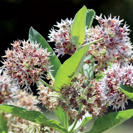 Showy Milkweed Seeds Native Pink Milkweed for Monarch Gardens High Germination Garden Seeds heirloom non-gmo seeds