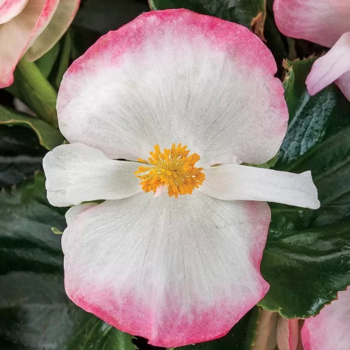 Rose Bicolor Begonia Seeds Tophat Style Rose-White Begonia High Germination Garden Seeds heirloom non-gmo seeds